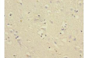 Immunohistochemistry of paraffin-embedded human brain tissue using ABIN7148474 at dilution of 1:100 (Contactin 4 antibody  (AA 777-1026))