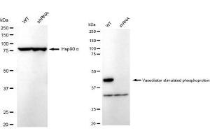 anti-Vasodilator-Stimulated phosphoprotein (VASP) antibody