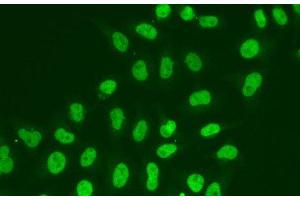 Immunofluorescence analysis of A549 cells using POLR2J Polyclonal Antibody (POLR2J antibody)