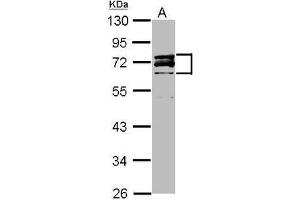 Western Blot: Lamin A/C antibody staining of HeLa Nucleus (A) (20 µg) at 1/3000 dilution, 10% SDS PAGE. (Lamin A/C antibody  (AA 59-249))