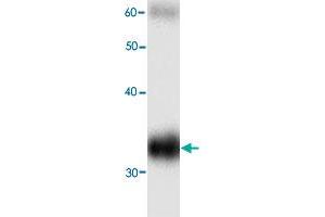 Western blot analysis in HBB recombinant protein with HBB monoclonal antibody, clone 99g8  at 1 : 1000 dilution. (Hemoglobin Subunit beta antibody)