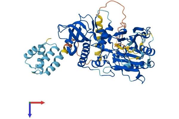 POLA2 Protein (AA 1-600) (His tag)