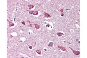 Anti-GRIA4 / GLUR4 antibody IHC of human brain, cortex. (GRIA4 antibody  (AA 279-292))
