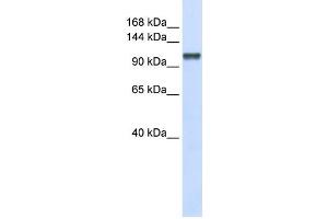 Western Blotting (WB) image for anti-Calcium Homeostasis Endoplasmic Reticulum Protein (CHERP) antibody (ABIN2458522) (CHERP antibody)