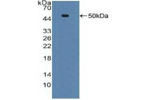 Western Blotting (WB) image for anti-Tumor Necrosis Factor Receptor Superfamily, Member 1A (TNFRSF1A) (AA 60-236) antibody (ABIN7436807)