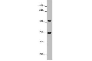 Western blot All lanes: KCNS3 antibody at 6. (KCNS3 antibody  (AA 1-180))