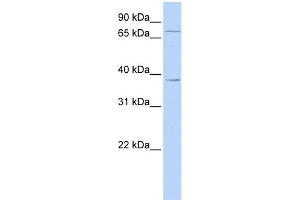 WB Suggested Anti-ZNF490 Antibody Titration:  0.