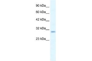 WB Suggested Anti-P2RX7 Antibody Titration:  1. (P2RX7 antibody  (N-Term))