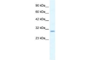 WB Suggested Anti-P2RX7 Antibody Titration:  1. (P2RX7 antibody  (N-Term))