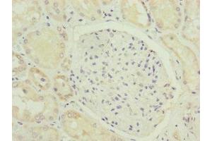 Immunohistochemistry of paraffin-embedded human kidney tissue using ABIN7165639 at dilution of 1:100 (HOOK2 antibody  (AA 440-719))