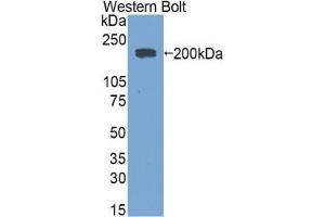 Western blot analysis of the recombinant protein. (Rabbit anti-Mouse IgE Antibody)