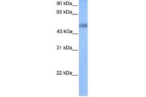 anti-Upstream Binding Transcription Factor, RNA Polymerase I-Like 1 (UBTFL1) (N-Term) antibody