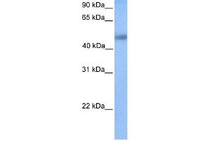 WB Suggested Anti-UBTFL1 Antibody Titration:  0. (UBTFL1 antibody  (N-Term))