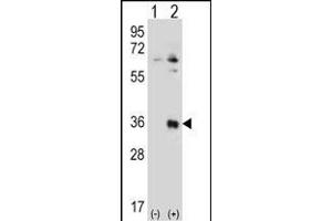 Western blot analysis of TSSK6 (arrow) using rabbit polyclonal TSSK6 Antibody (N-term) (ABIN656395 and ABIN2845690).