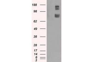 HEK293T cells were transfected with the pCMV6-ENTRY control (Left lane) or pCMV6-ENTRY GRIPAP1 (Right lane) cDNA for 48 hrs and lysed. (GRIPAP1 antibody)