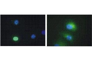 Immunofluorescence (IF) image for anti-Death-Domain Associated Protein (DAXX) antibody (ABIN187532) (DAXX antibody)