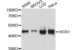 Western blot analysis of extracts of various cell lines, using RCN1 antibody. (RCN1 antibody)