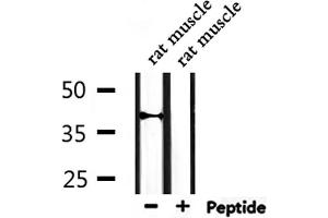 Western Blotting (WB) image for anti-Cytochrome P450, Family 27, Subfamily C, Polypeptide 1 (CYP27C1) antibody (ABIN6261194)