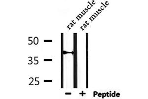 Western blot analysis of extracts from rat muscle, using Cytochrome P450 27C1 Antibody. (CYP27C1 antibody)