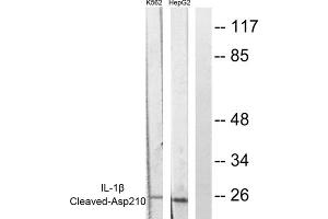 Western blot analysis of extracts from K562 cells and HepG2 cells, using Caspase 1 (Cleaved-Asp210) antibody (ABIN5978453). (Caspase 1 antibody  (Cleaved-Asp210, Internal Region))