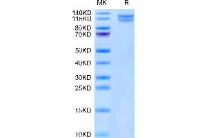 Mouse ITGA2&ITGB1 on Tris-Bis PAGE under reduced condition. (Integrin alpha 2 beta 1 (ITGA2 & ITGB1) Heterodimer (AA 27-1129) protein (His tag))