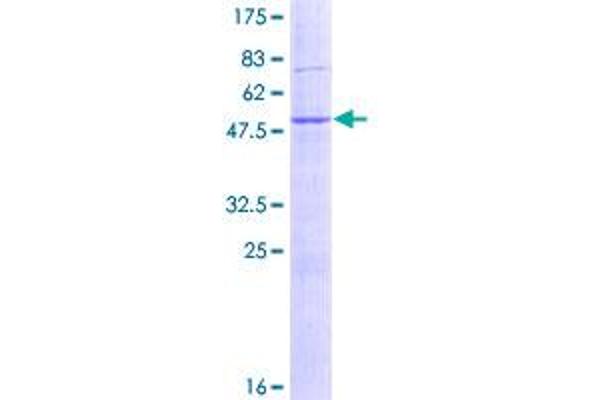 DNAJB9 Protein (AA 1-223) (GST tag)