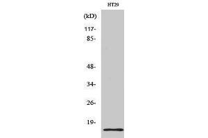 Western Blotting (WB) image for anti-Synuclein, gamma (Breast Cancer-Specific Protein 1) (SNCG) (C-Term) antibody (ABIN3177576) (SNCG antibody  (C-Term))