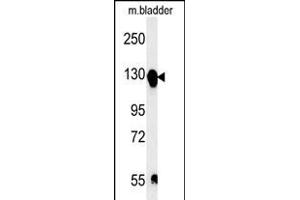 ITGA5 Antibody (C-term) (ABIN651710 and ABIN2840370) western blot analysis in mouse bladder tissue lysates (15 μg/lane). (ITGA5 antibody  (AA 796-822))