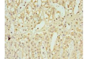 Immunohistochemistry of paraffin-embedded human adrenal gland tissue using ABIN7174554 at dilution of 1:100 (UBL7 antibody  (AA 1-300))
