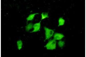 IHC-P analysis of A549 cells, with FITC staining. (PPID antibody  (AA 7-206))