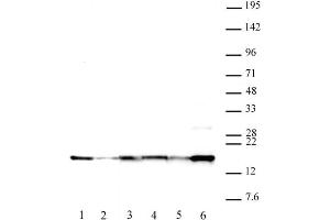 Histone H2A. (H2AFX antibody)