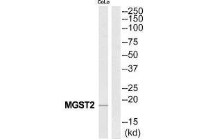Western Blotting (WB) image for anti-Microsomal Glutathione S-Transferase 2 (MGST2) (Internal Region) antibody (ABIN1851547) (MGST2 antibody  (Internal Region))