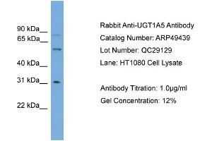 WB Suggested Anti-UGT1A5  Antibody Titration: 0. (UGT1A5 antibody  (N-Term))