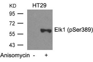 Western blot analysis of extracts from HT29 cells untreated or treated with Anisomycin using Elk1(Phospho-Ser389) Antibody. (ELK1 antibody  (pSer389))