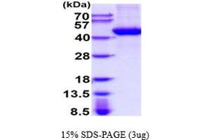 SDS-PAGE (SDS) image for Tyrosylprotein Sulfotransferase 1 (TPST1) (AA 26-370) protein (His tag) (ABIN5777803) (TPST1 Protein (AA 26-370) (His tag))