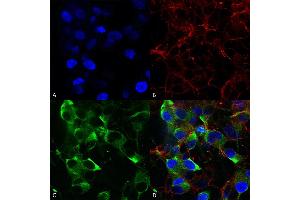 Immunocytochemistry/Immunofluorescence analysis using Mouse Anti-Slo2. (KCNT1 antibody  (AA 1168-1237) (Biotin))
