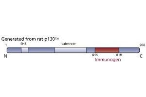 Image no. 3 for anti-Breast Cancer Anti-Estrogen Resistance 1 (BCAR1) (AA 644-819) antibody (ABIN967872) (BCAR1 antibody  (AA 644-819))
