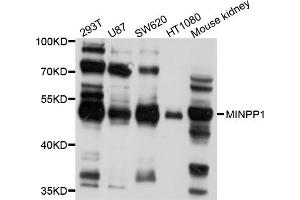 Western blot analysis of extracts of various cell lines, using MINPP1 antibody (ABIN5998232) at 1/1000 dilution. (MINPP1 antibody)