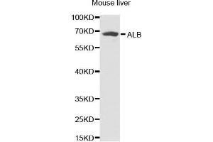 Western Blotting (WB) image for anti-Albumin (ALB) antibody (ABIN3021925)