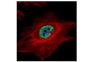 ICC/IF Image Confocal immunofluorescence analysis (Olympus FV10i) of paraformaldehyde-fixed HeLa, using MLH1, antibody (Green) at 1:500 dilution. (MLH1 antibody)