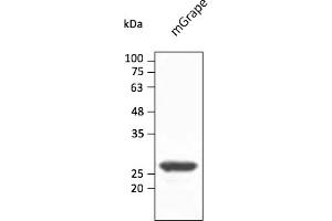 Western Blotting (WB) image for anti-mGrape Fluorescent Protein antibody (ABIN7273104) (mGrape Fluorescent Protein antibody)