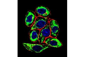 Confocal immunofluorescent analysis of X6 Antibody (Ascites) ABIN659068 with Hela cell followed by Alexa Fluor® 488-conjugated goat anti-mouse lgG (green). (PAX6 antibody)