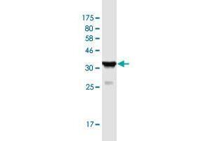 Western Blot detection against Immunogen (37. (PDCD10 antibody  (AA 103-212))