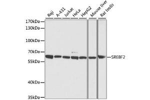 Western blot analysis of extracts of various cell lines, using SREBF2 antibody. (SREBF2 antibody  (AA 1-220))