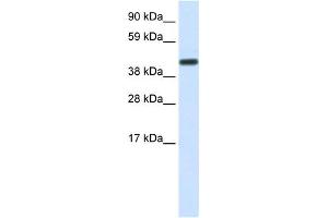 WB Suggested Anti-CNOT2 Antibody Titration:  1.
