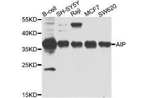 Western blot analysis of extracts of various cell lines, using AIP antibody. (AIP antibody)