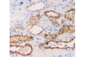 Used in DAB staining on fromalin fixed paraffin- embedded kidney tissue (EPB41 antibody  (AA 210-497))