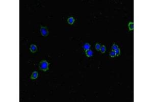 Immunofluorescent analysis of HepG2 cells using ABIN7157130 at dilution of 1:100 and Alexa Fluor 488-congugated AffiniPure Goat Anti-Rabbit IgG(H+L) (ISPD antibody  (AA 1-264))