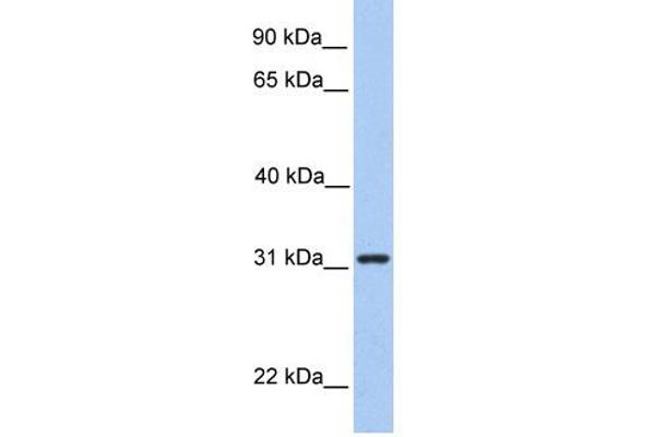 SRPRB antibody  (Middle Region)