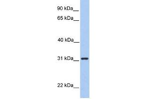 WB Suggested Anti-SRPRB Antibody Titration:  0. (SRPRB antibody  (Middle Region))